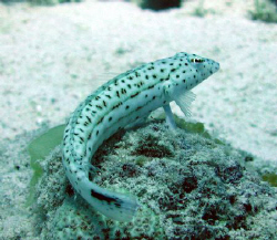 Fish perching on coral by Adrian Newell 